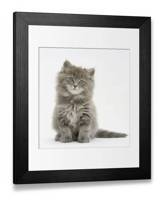 Framed Print : Maine Coon kitten, 7 weeks, against white background Framed Print : Maine Coon kitten, 7 weeks, against white background