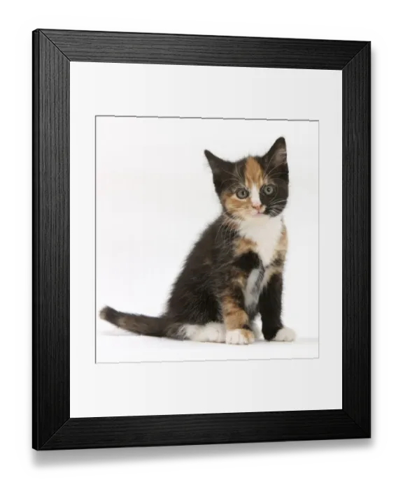 Framed Print : Tortoiseshell kitten, sitting, against white background Framed Print : Tortoiseshell kitten, sitting, against white background