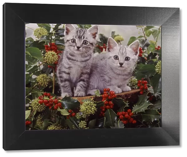 Silver tabby kittens among holly berries and ivy flowers