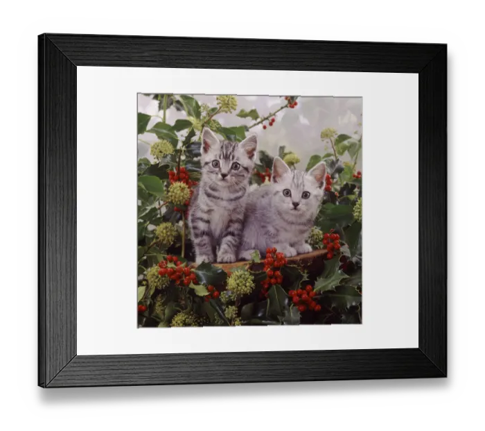 Framed Print : Silver tabby kittens among holly berries and ivy flowers Framed Print : Silver tabby kittens among holly berries and ivy flowers