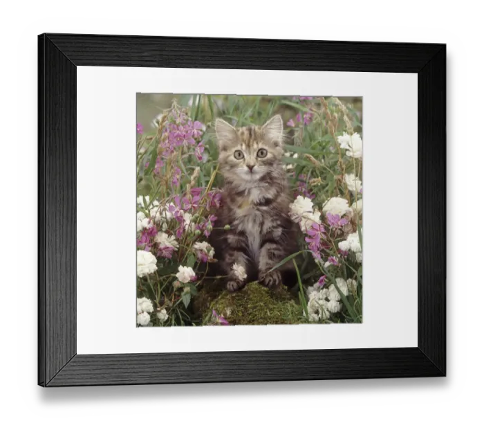 Framed Print : Fluffy tabby kitten among pink and white flowers Framed Print : Fluffy tabby kitten among pink and white flowers