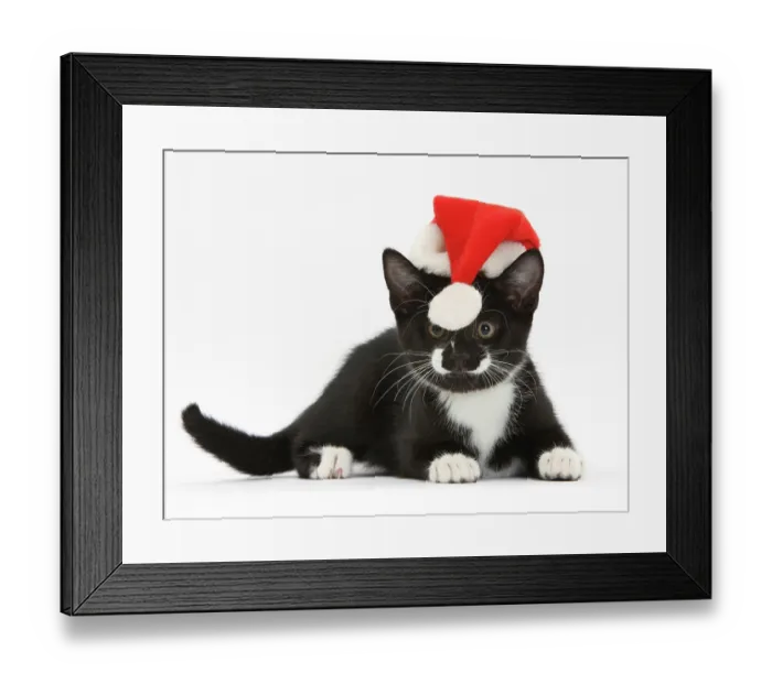 Framed Print : Black and white tuxedo kitten, age 11 weeks, watching the bobble at the end of the Father Christmas hat it's wearing Framed Print : Black and white tuxedo kitten, age 11 weeks, watching the bobble at the end of the Father Christmas hat it's wearing