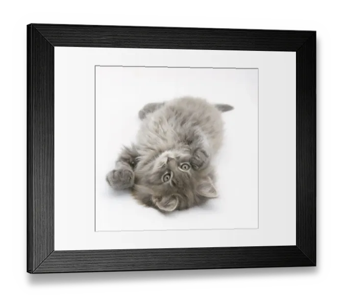 Framed Print : Maine Coon kitten, 8 weeks, lying on its back, looking up in a playful manner Framed Print : Maine Coon kitten, 8 weeks, lying on its back, looking up in a playful manner