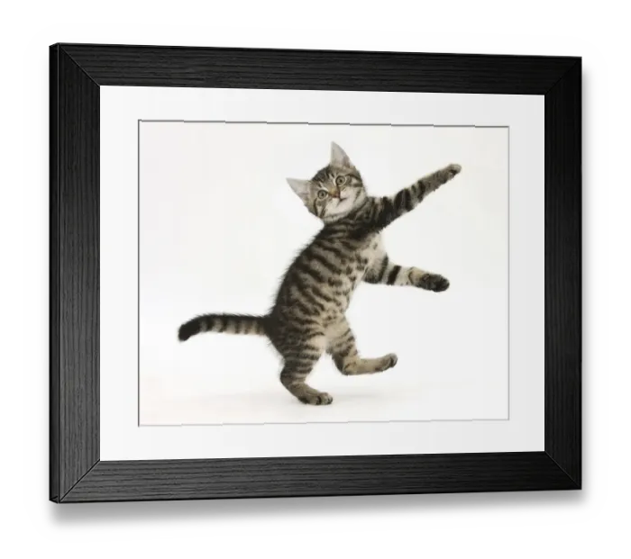 Framed Print : Playful tabby male kitten, age 10 weeks Framed Print : Playful tabby male kitten, age 10 weeks