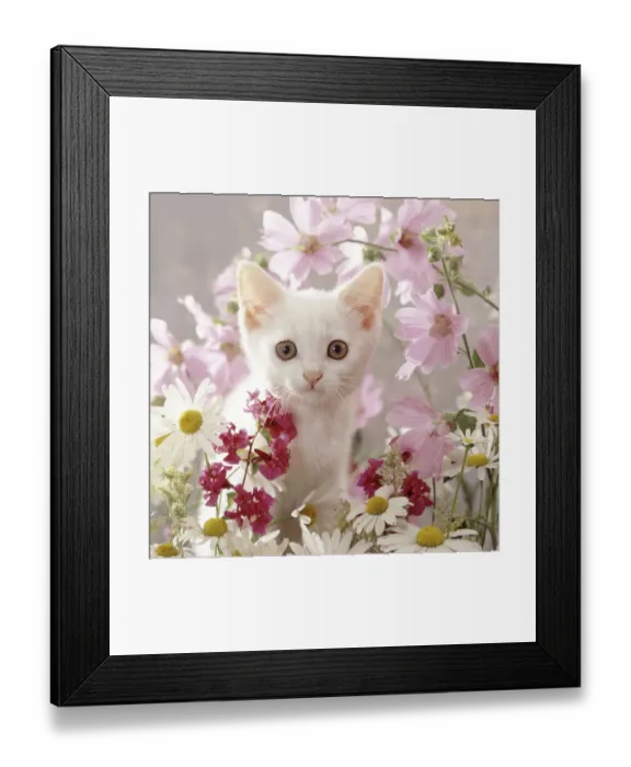 Framed Print : Portrait of white Thisbe kitten among ox-eye daisies, mallow and Clarkia Double Framed Print : Portrait of white Thisbe kitten among ox-eye daisies, mallow and Clarkia Double