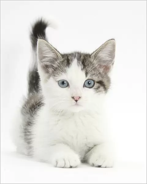 Blue eyed tabby and white Siberian cross kitten, age 13 weeks