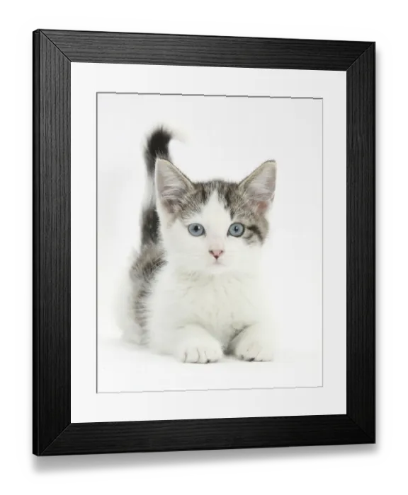 Framed Print : Blue eyed tabby and white Siberian cross kitten, age 13 weeks Framed Print : Blue eyed tabby and white Siberian cross kitten, age 13 weeks
