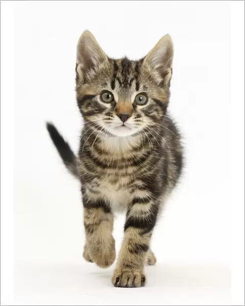 Tabby kitten, Smudge, 8 weeks, walking