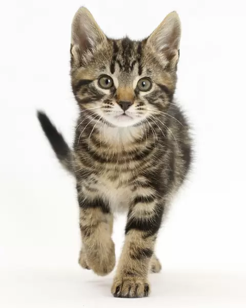 Tabby kitten, Smudge, 8 weeks, walking