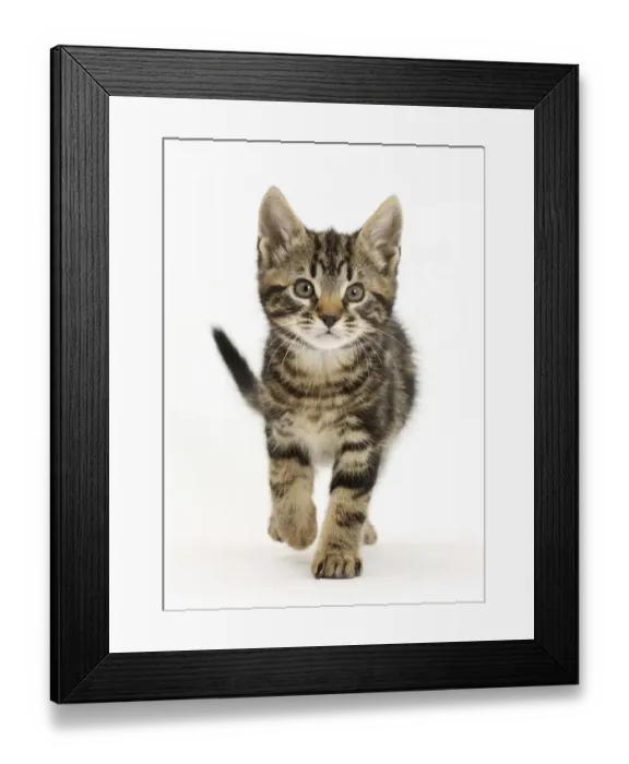 Framed Print : Tabby kitten, Smudge, 8 weeks, walking Framed Print : Tabby kitten, Smudge, 8 weeks, walking