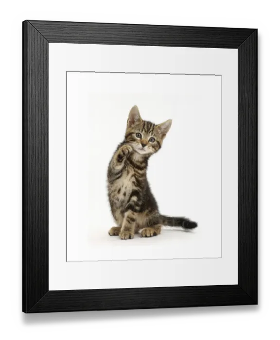 Framed Print : Tabby kitten, Picasso, 8 weeks, with raised paw Framed Print : Tabby kitten, Picasso, 8 weeks, with raised paw