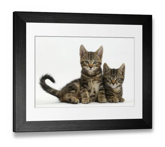 Framed Print : Two tabby kittens, Smudge and Picasso, age 9 weeks Framed Print : Two tabby kittens, Smudge and Picasso, age 9 weeks