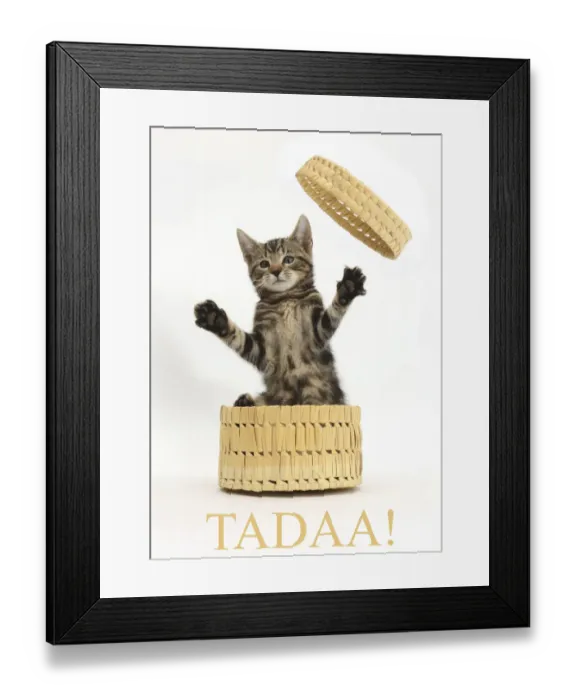 Framed Print : Tabby kitten, Picasso, age 10 weeks, leaping out of wicker basket with the word Tadaa Framed Print : Tabby kitten, Picasso, age 10 weeks, leaping out of wicker basket with the word Tadaa