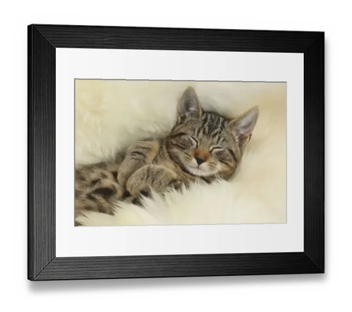 Framed Print : Tabby kitten, Picasso, age 3 months, sleeping on a fluffy rug Framed Print : Tabby kitten, Picasso, age 3 months, sleeping on a fluffy rug