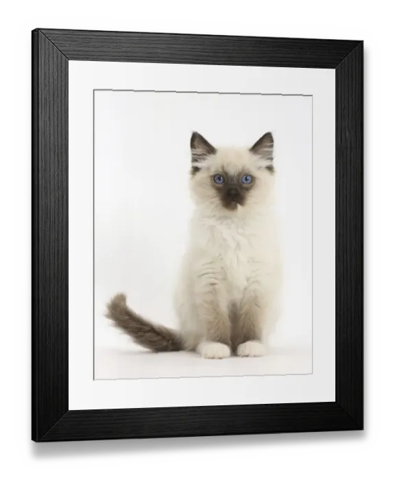 Framed Print : RF- Ragdoll kitten, 10 weeks, sitting Framed Print : RF- Ragdoll kitten, 10 weeks, sitting