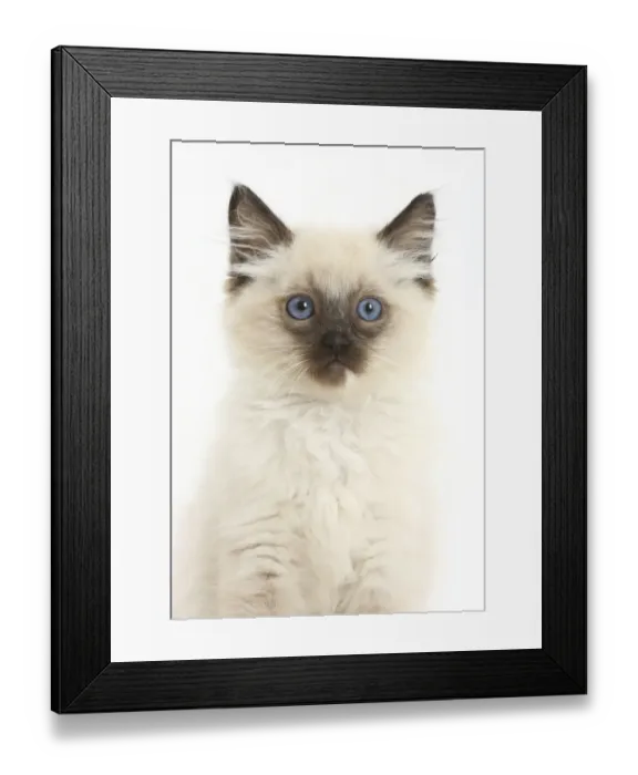 Framed Print : Ragdoll kitten, age 10 weeks Framed Print : Ragdoll kitten, age 10 weeks