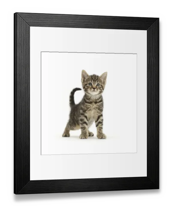 Framed Print : Tabby kitten, 6 weeks, standing