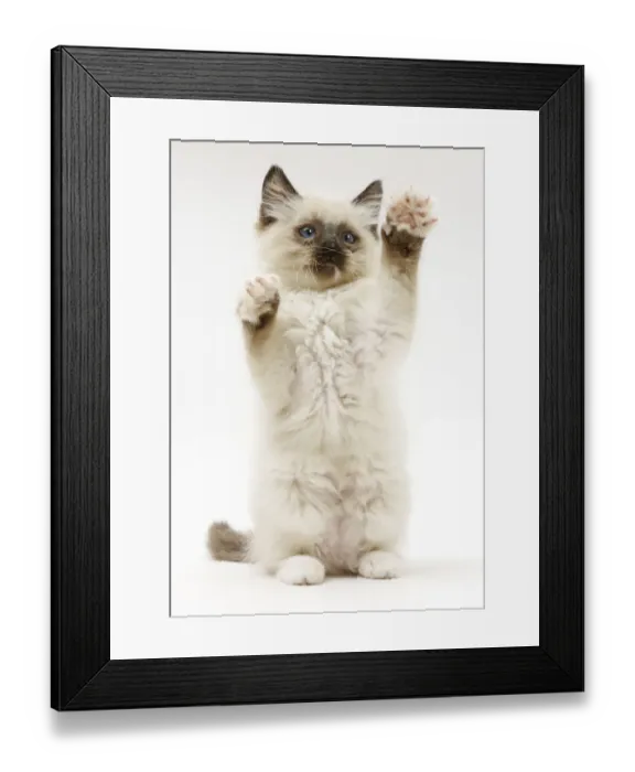 Framed Print : Ragdoll kitten, 10 weeks, reaching up in a playful manner Framed Print : Ragdoll kitten, 10 weeks, reaching up in a playful manner