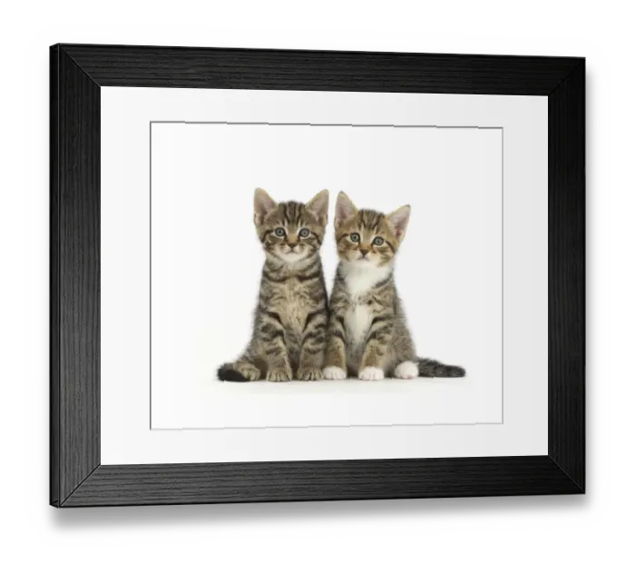 Framed Print : Two tabby kittens, age 6 weeks Framed Print : Two tabby kittens, age 6 weeks
