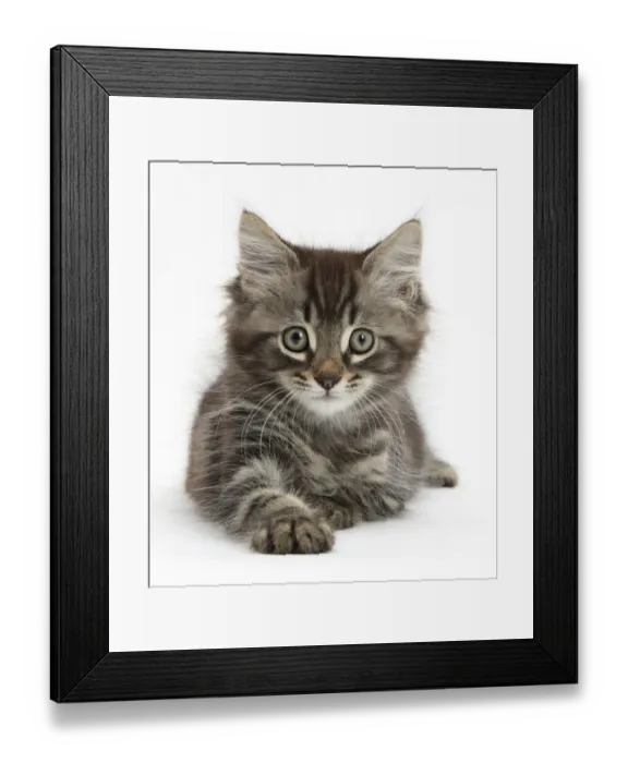 Framed Print : RF- Tabby kitten, Squidge, 10 weeks, lying with head up Framed Print : RF- Tabby kitten, Squidge, 10 weeks, lying with head up