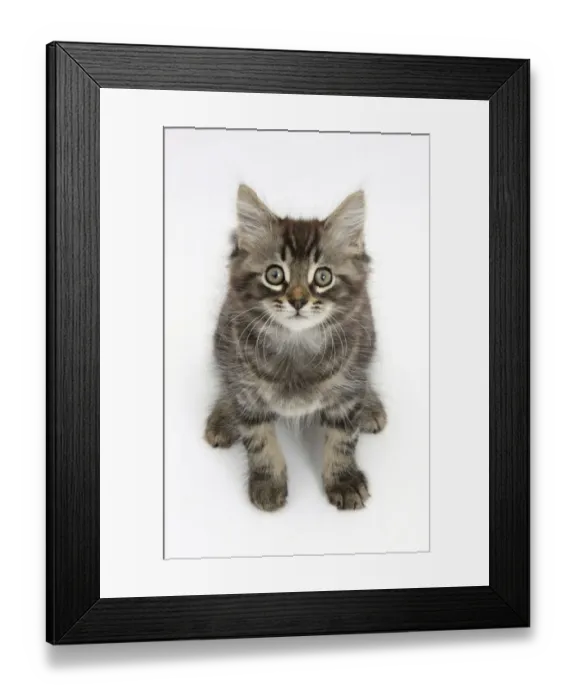 Framed Print : Tabby kitten, Squidge, 10 weeks, sitting Framed Print : Tabby kitten, Squidge, 10 weeks, sitting