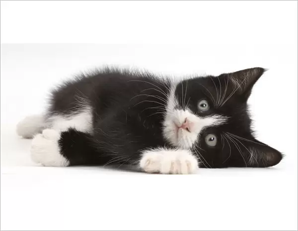 Black-and-white kitten, Solo, 7 weeks, lying on his side