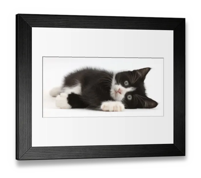 Framed Print : Black-and-white kitten, Solo, 7 weeks, lying on his side Framed Print : Black-and-white kitten, Solo, 7 weeks, lying on his side