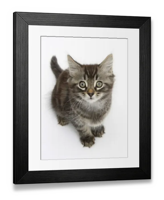 Framed Print : Tabby kitten, Squidge, 10 weeks, sitting Framed Print : Tabby kitten, Squidge, 10 weeks, sitting