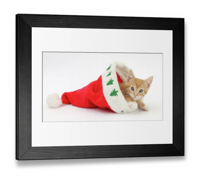 Framed Print : Ginger kitten, age 8 weeks, in Father Christmas hat Framed Print : Ginger kitten, age 8 weeks, in Father Christmas hat