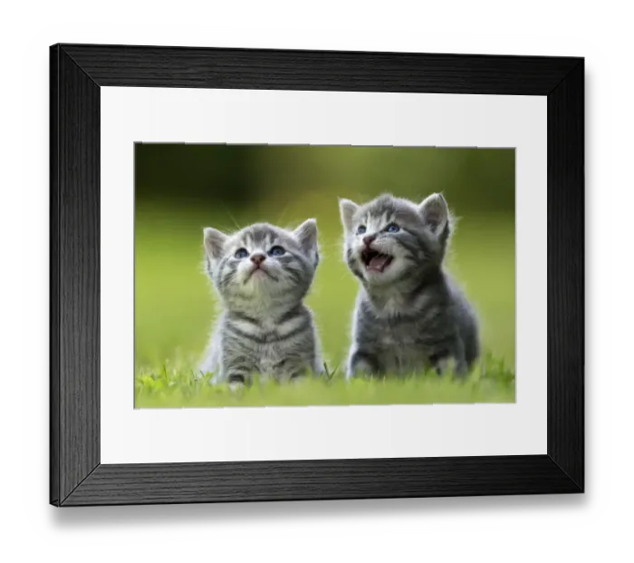 Framed Print : Domestic cat kittens, age 3 weeks, in garden, France Framed Print : Domestic cat kittens, age 3 weeks, in garden, France