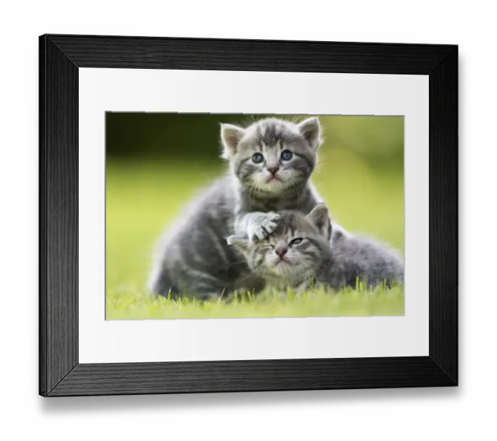 Framed Print : Domestic cat kittens, age 3 weeks, playing in garden, France Framed Print : Domestic cat kittens, age 3 weeks, playing in garden, France