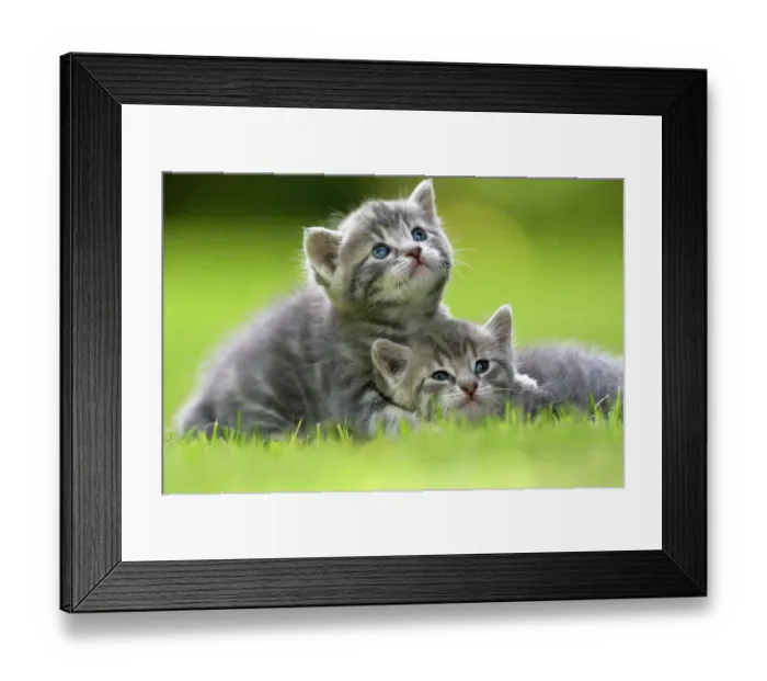 Framed Print : Domestic cat kittens, age 3 weeks, relaxing together, France Framed Print : Domestic cat kittens, age 3 weeks, relaxing together, France