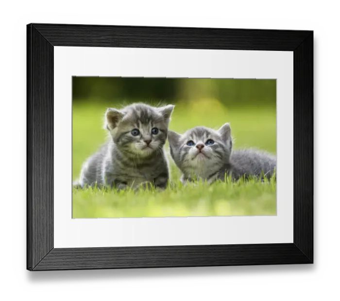 Framed Print : Domestic cat kittens, age 3 weeks, France Framed Print : Domestic cat kittens, age 3 weeks, France