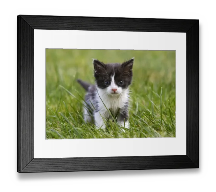 Framed Print : Domestic cat kitten in grass, Alsace, France Framed Print : Domestic cat kitten in grass, Alsace, France