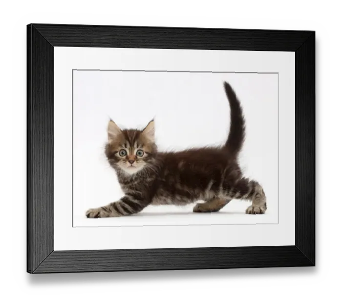 Framed Print : Tabby Persian-cross kitten, age 7 weeks, looking startled Framed Print : Tabby Persian-cross kitten, age 7 weeks, looking startled