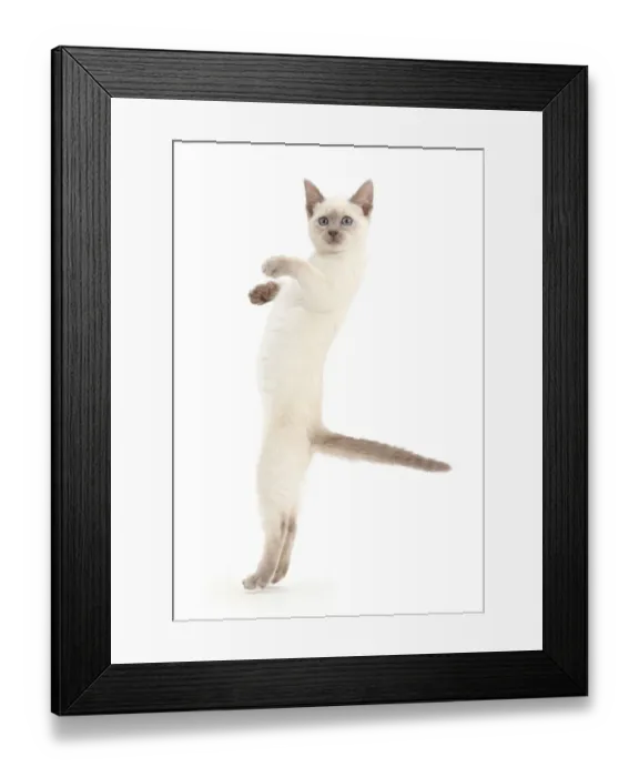 Framed Print : Blue-point kitten playing, standing on hind legs Framed Print : Blue-point kitten playing, standing on hind legs