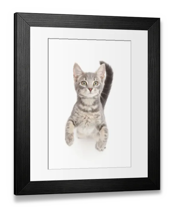 Framed Print : Grey tabby kitten standing and begging Framed Print : Grey tabby kitten standing and begging