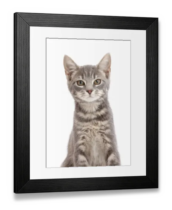 Framed Print : Grey tabby kitten Framed Print : Grey tabby kitten