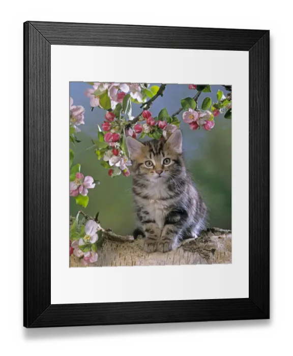 Framed Print : Tabby kitten in spring with apple blossom Framed Print : Tabby kitten in spring with apple blossom