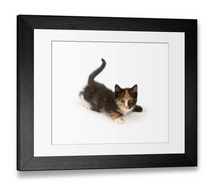Framed Print : Playful tortoiseshell kitten Framed Print : Playful tortoiseshell kitten