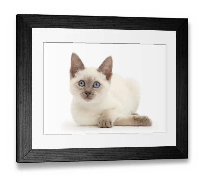 Framed Print : Blue-point kitten