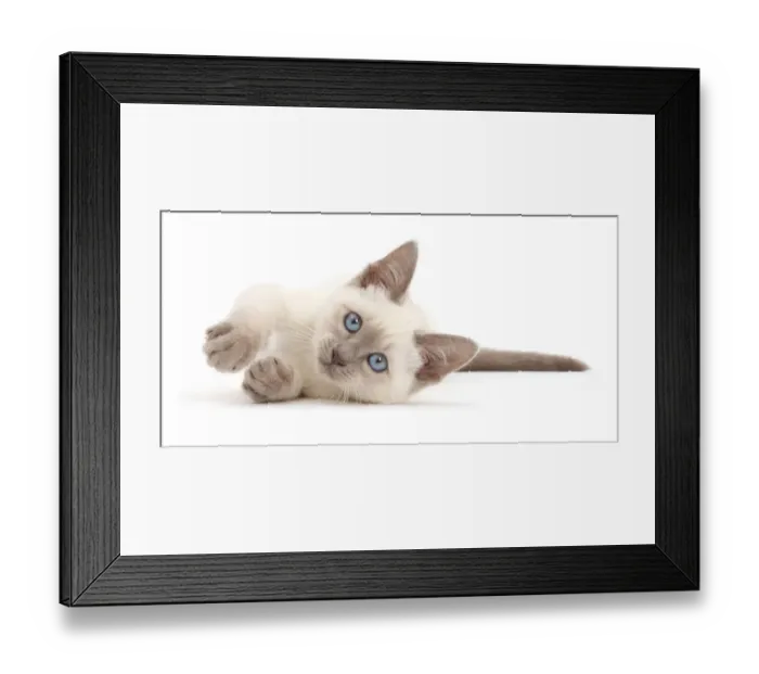 Framed Print : Blue-point kitten lying on her side Framed Print : Blue-point kitten lying on her side