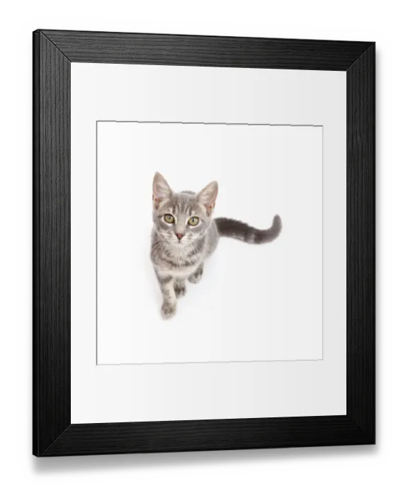 Framed Print : Grey tabby kitten sitting and looking up Framed Print : Grey tabby kitten sitting and looking up