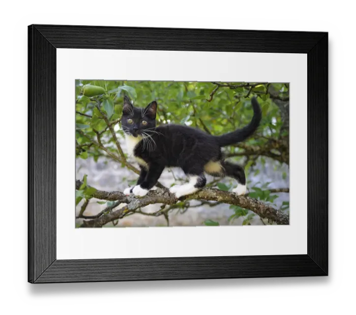 Framed Print : Young black domestic cat with white bib and paws, climbing tree, France Framed Print : Young black domestic cat with white bib and paws, climbing tree, France