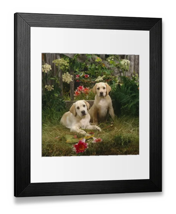Framed Print : Two Yellow Labrador puppies with fence, flowers and waterlillies, 10 weeks old Framed Print : Two Yellow Labrador puppies with fence, flowers and waterlillies, 10 weeks old
