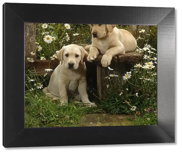 Two Yellow Labrador puppies resting at a stile, 9 weeks old