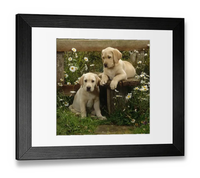 Framed Print : Two Yellow Labrador puppies resting at a stile, 9 weeks old Framed Print : Two Yellow Labrador puppies resting at a stile, 9 weeks old