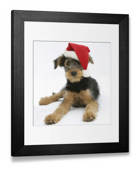 Framed Print : Airdale Terrier bitch puppy, Molly, 3 month, wearing a Father Christmas hat Framed Print : Airdale Terrier bitch puppy, Molly, 3 month, wearing a Father Christmas hat