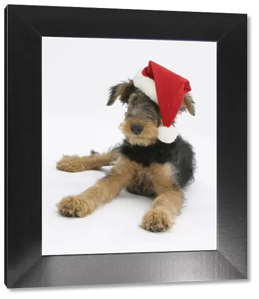 Airdale Terrier bitch puppy, Molly, 3 months old, wearing a Father Christmas hat