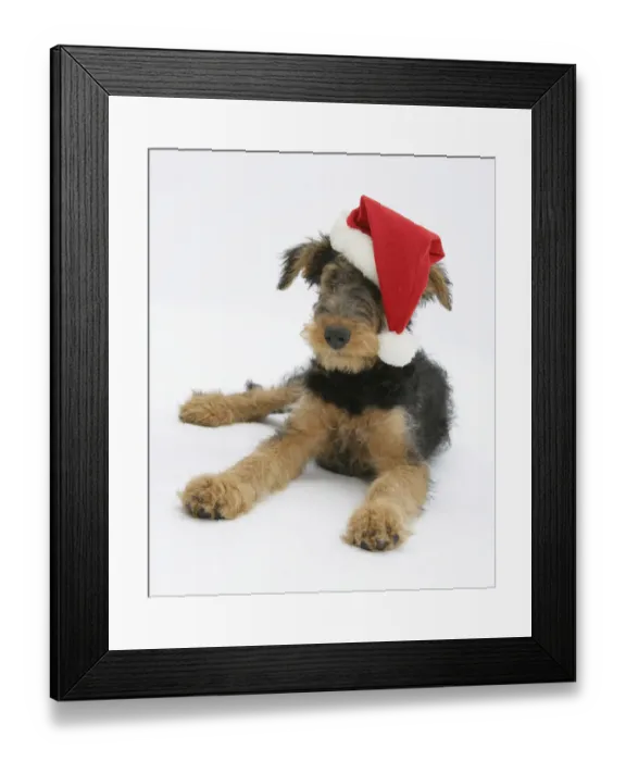 Framed Print : Airdale Terrier bitch puppy, Molly, 3 months old, wearing a Father Christmas hat Framed Print : Airdale Terrier bitch puppy, Molly, 3 months old, wearing a Father Christmas hat